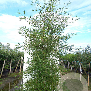 Alnus glutinosa 'Imperialis' 250-300 cm cont. 150L meerstammig