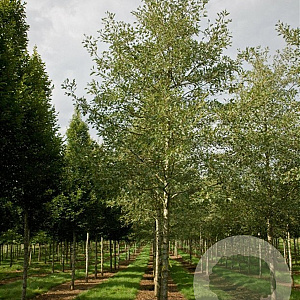 Alnus glutinosa 'Laciniata' 14-16 HO 45L