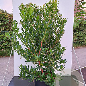 Arbutus unedo 'Atlantic' 175-200 cm 45L meerstammig