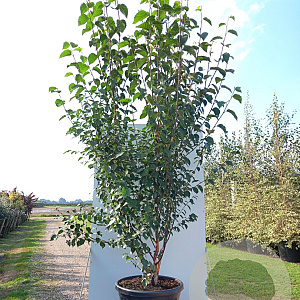 Betula albosin. 'Fascination' 250-300 cm cont. 90L meerstammig