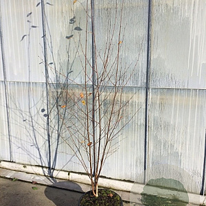 Betula utilis 'Doorenbos' 200-250 cm 45L meerstammig
