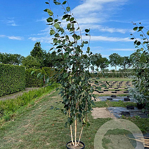Betula utilis 'Doorenbos' 200-250 cm 45L meerstammig