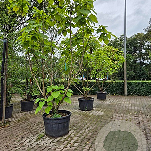 Catalpa bignonioides 'Aurea' 250-300 cm cont. 150L meerstammig