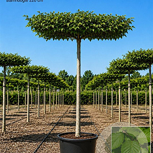 Carpinus betulus 12-14 HO 45L dakvorm