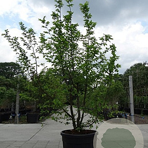 Carpinus betulus 300-350 cm cont. 180L meerstammig