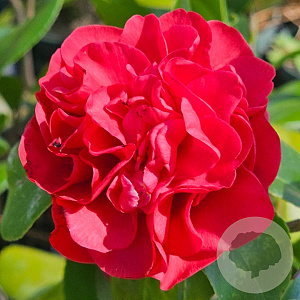 Camellia j. 'Kramer's Supreme' 250-300 cm cont. 150L meerstammig