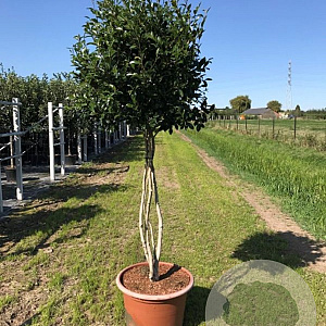 Camellia sas. 'Cleopatra' 250-300 cm cont. 150L meerstammig