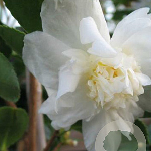 Camellia 'Snow Girl' 175-200 cm 45L meerstammig