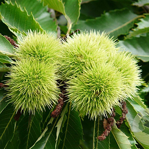 Castanea sat. 'Maraval' 16-18 HO Cocoskluit