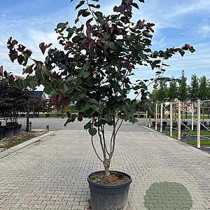 Cercis can. 'Forest Pansy' 300-350 cm cont. 150L meerstammig