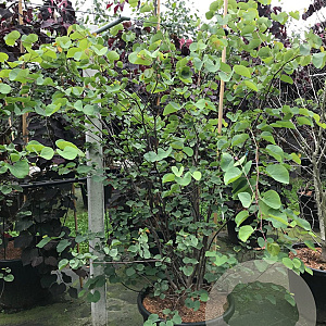 Cercis siliquastrum 200-250 cm cont. 110L meerstammig