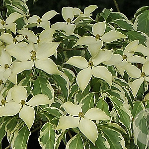 Cornus k. 'Wolf Eyes' 200-250 cm cont. 110L meerstammig