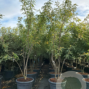 Gleditsia triacanthos inermis 300-350 cm cont. 150L meerstammig