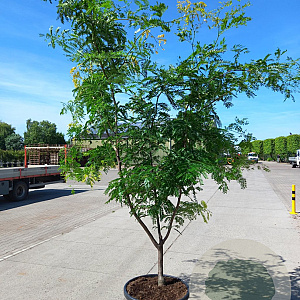 Gleditsia triac. 'Sunburst' 250-300 cm cont. 150L meerstammig