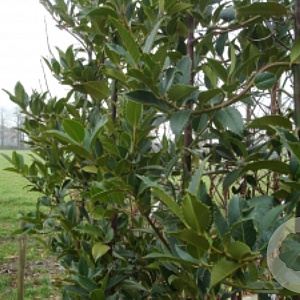 Ilex koehneana 'Chestnut Leaf' 12-14 HO 45L