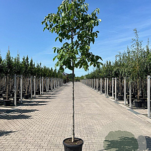 Juglans r. 'Broadview' 12-14 HO 45L