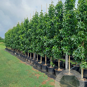Liquidambar s. 'SlenderSilhouette' 14-16 cm container beveerd 