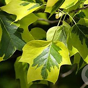 Liriodendron t. 'Aureomarginat.' 16-18 HO 45L