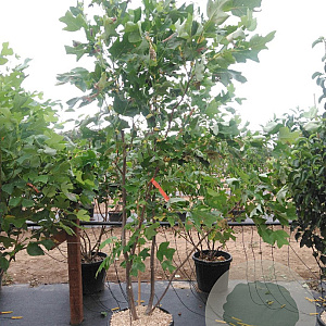Liriodendron tulipifera 200-250 cm cont. 55L meerstammig