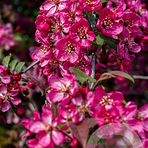 Malus Coccinella 300-350 cm cont. 150L meerstammig