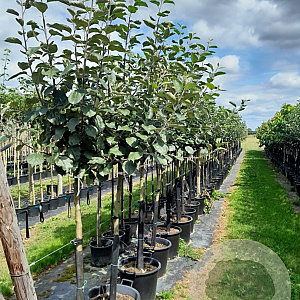 Malus d. 'Bramley's Seedling' 12-14 HA 35L