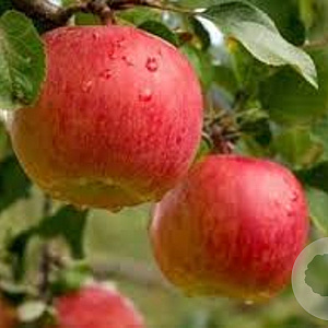 Malus d. 'Lired' 14-16 HO 45L