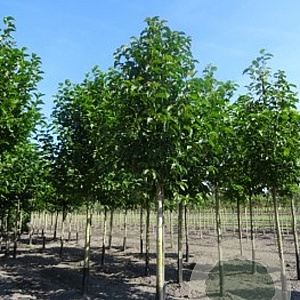 Magnolia kobus 16-18 HO Cocoskluit