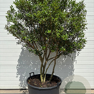 Osmanthus burkwoodii 175-200 cm cont. 90L meerstammig