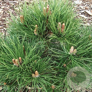 Pinus sylv. 'Nana' 175-200 cm cont. 230L meerstammig