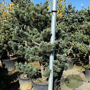 Pinus parviflora 'Pentaphylla Glauca' 250-300 cm draadkluit geveerd 80-100