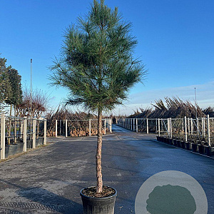 Pinus pinaster 25-30 HO cont. 150L