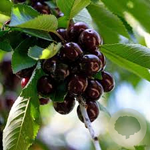 Prunus a. 'Regina' 16-18 HO Cocoskluit