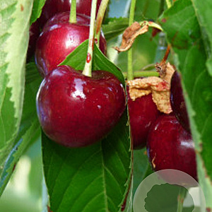 Prunus avium 'Schneider Spathe' 18-20 HO Cocoskluit