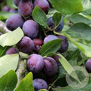 Prunus d. 'Opal' GM cont. 60L 5 etages HAAGVORM