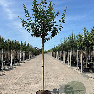 Prunus d. 'Reine Claude d'Althan' 12-14 HO 45L