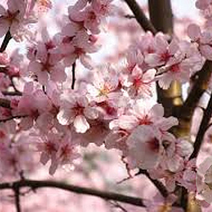 Prunus dulcis 18-20 HA cont. 90L