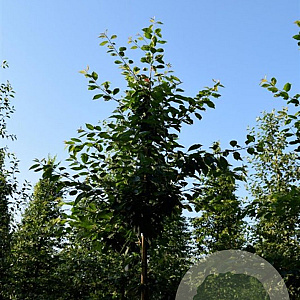Prunus a. 'Hedelfinger' 16-18 HO cont. 70L