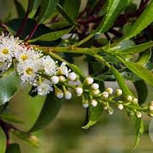 Prunus lusitanica 'Brenelia' 14-16 HO 45L