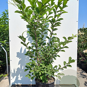 Prunus padus 300-350 cm cont. 150L meerstammig