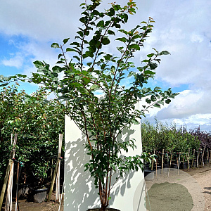 Prunus sargentii 200-250 cm 45L meerstammig