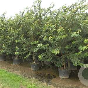 Prunus subh. 'Autumnalis' 350-400 cm cont. 150L meerstammig