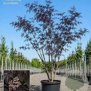 Sambucus nigra Black Lace 200-250 cm 45L meerstammig