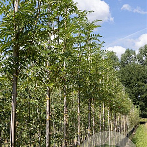 Sorbus 'Dodong' 16-18 HO Cocoskluit