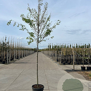 Zelkova serrata 12-14 HO 45L