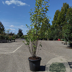 Amelanchier aln. 'Obelisk' 175-200 cm 30L
