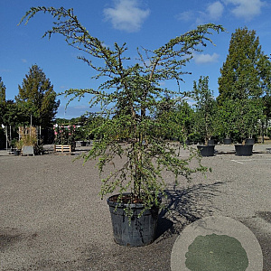 Cedrus deod. 'Golden Horizon' 175-200 cm container meerstammig