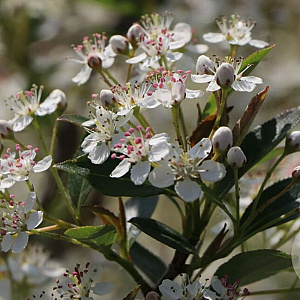 Aronia melanocarpa 'Hugin' 80-100 cm 7,5L