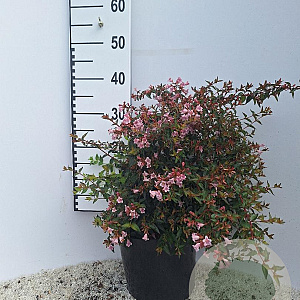 Abelia 'Edward Goucher' 40-50 cm 7,5L