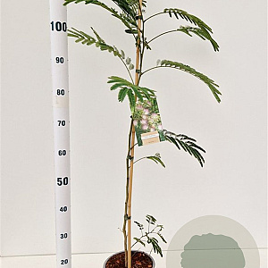 Albizia julibrissin 100-125 cm 5,0L