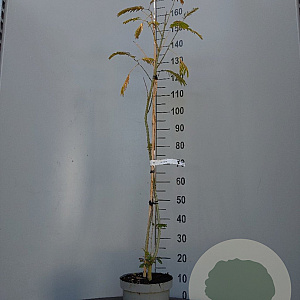 Albizia julibrissin 100-125 cm 5,0L